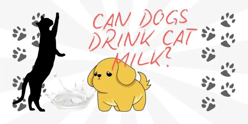 CAN DOGS DRINK CAT MILK?