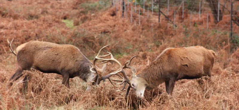 how to soften deer antlers for dogs?