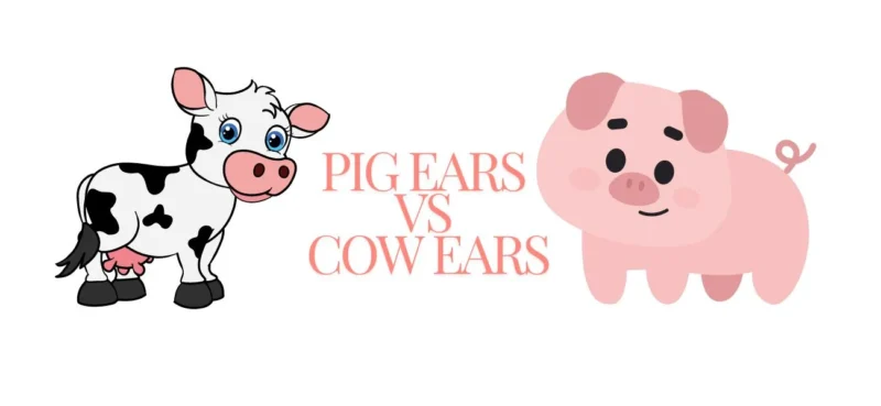 COW EARS VS PIG EARS 