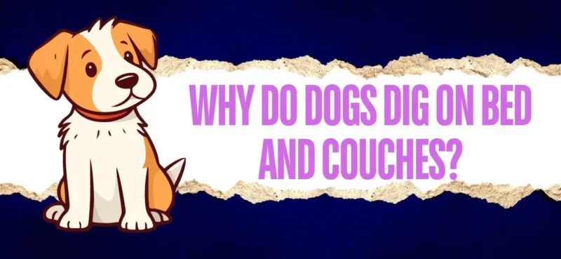 Why do dogs dig on beds and couches?