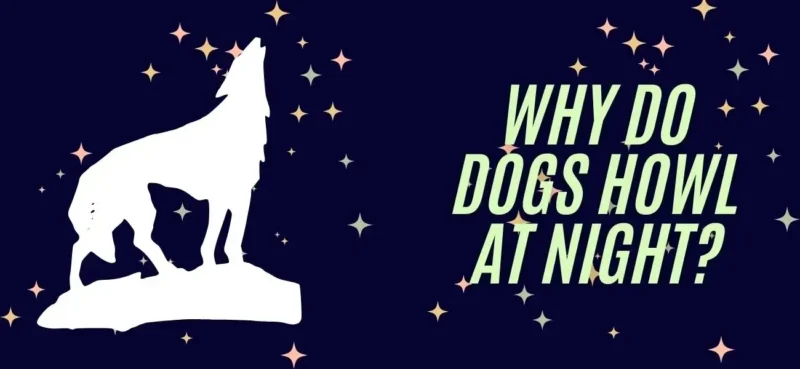 why do dogs howl at night?