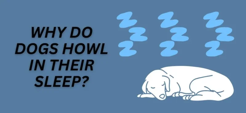 WHY DO DOGS HOWL IN THEIR SLEEP?