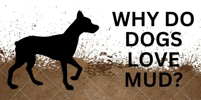 WHY DO DOGS LIKE MUD?