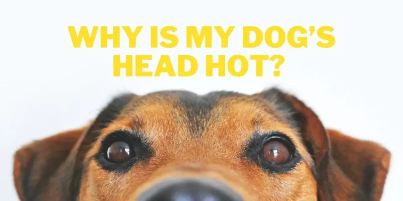 WHY IS MY DOG’S HEAD HOT?