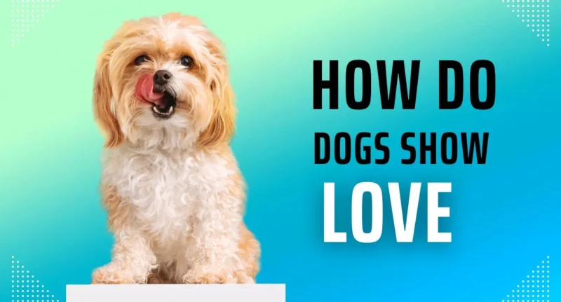 HOW DO DOGS SHOW LOVE? 