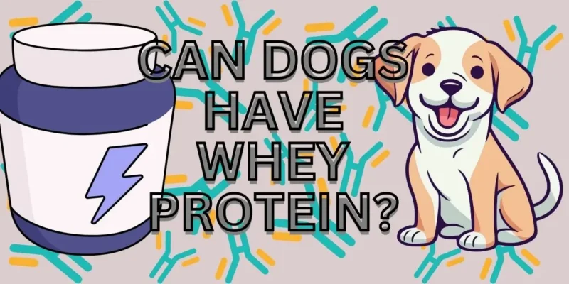 CAN DOGS HAVE WHEY PROTEIN?