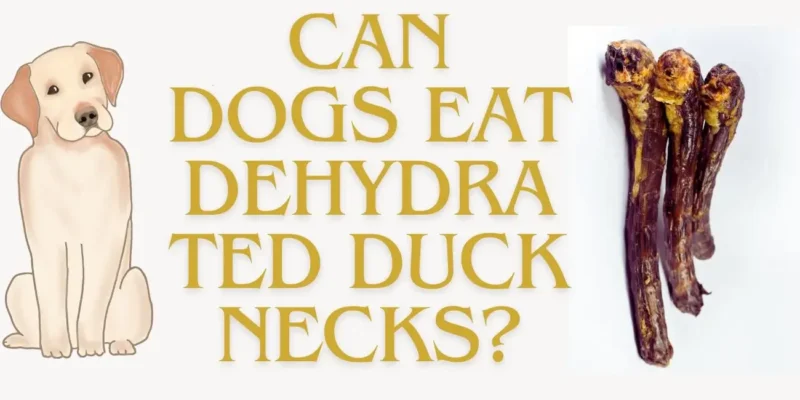 CAN DOGS EAT DEHYDRATED DUCK NECKS?